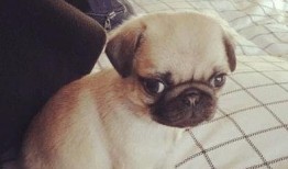 爆料人巴哥巴弟视频,揭秘事件背后惊人真相